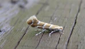 Attēlu rezultāti vaicājumam “Cameraria ohridella”