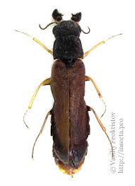 Attēlu rezultāti vaicājumam “Hylecoetus dermestoides male”