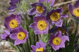 Image result for Pulsatilla