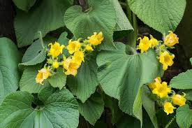 Attēlu rezultāti vaicājumam “Thladiantha dubia”