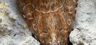 Attēlu rezultāti vaicājumam “Thalpophila matura”