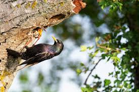Attēlu rezultāti vaicājumam “Sturnus vulgaris nest”