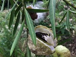Attēlu rezultāti vaicājumam “Physarum ovisporum macro”