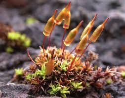 Attēlu rezultāti vaicājumam “Encalypta streptocarpa”