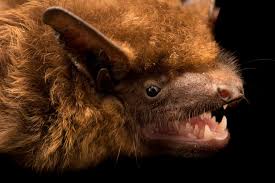 Attēlu rezultāti vaicājumam “Nyctalus noctula”