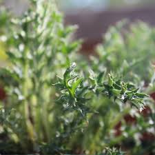 Image result for Silberdistel