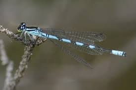 Attēlu rezultāti vaicājumam “Coenagrion hastulatum”