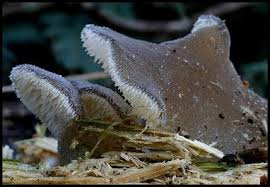 Attēlu rezultāti vaicājumam “Pseudohydnum gelatinosum”
