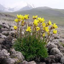Attēlu rezultāti vaicājumam “Saxifraga hirculus”