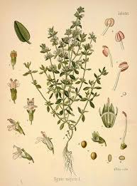 Attēlu rezultāti vaicājumam “Thymus vulgaris leaf”