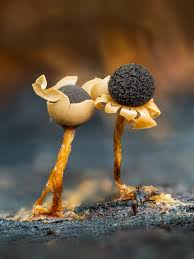 Attēlu rezultāti vaicājumam “Diderma floriforme young”