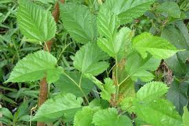 Attēlu rezultāti vaicājumam “Morus alba leaf”