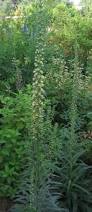 Image result for Digitalis ferruginea