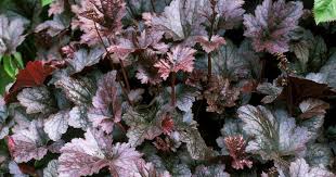 Image result for HEUCHERA americana 'Palace Purple Auslese'
