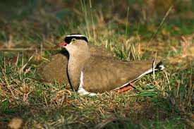 Attēlu rezultāti vaicājumam “Vanellus vanellus adult”