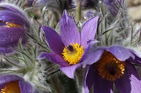 Attēlu rezultāti vaicājumam “Pulsatilla”