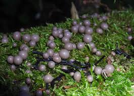 Attēlu rezultāti vaicājumam “Lycogala sphaeroconicum”