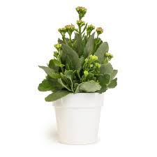 Image result for Kalanchoe blossfeldiana