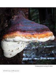 Attēlu rezultāti vaicājumam “Fomitopsis pinicola”