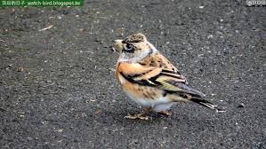 Attēlu rezultāti vaicājumam “Fringilla montifringilla male”