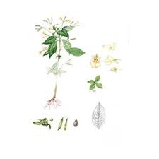 Attēlu rezultāti vaicājumam “Impatiens parviflora fruit”