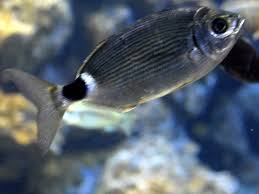 Image result for Oblada melanurus