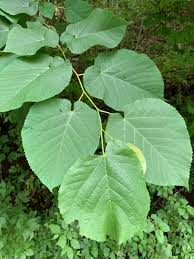 Attēlu rezultāti vaicājumam “Tilia americana”