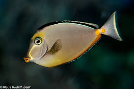 Image result for Naso lituratus