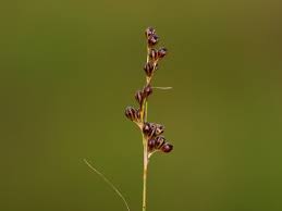 Attēlu rezultāti vaicājumam “Juncus alpinoarticulatus leaf”