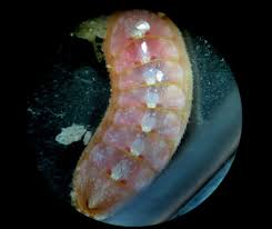 Attēlu rezultāti vaicājumam “Leporida”