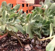 Image result for Aichryson