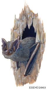 Attēlu rezultāti vaicājumam “Barbastella barbastellus”