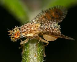 Attēlu rezultāti vaicājumam “Tephritidae”