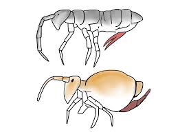 Attēlu rezultāti vaicājumam “Collembola”
