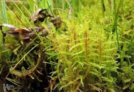 Attēlu rezultāti vaicājumam “Hamatocaulis vernicosus”