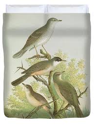 Attēlu rezultāti vaicājumam “Sylvia nisoria”