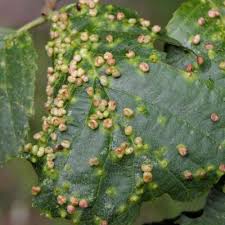 Attēlu rezultāti vaicājumam “Eriophyes padi”