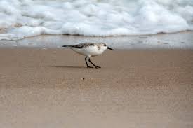 Attēlu rezultāti vaicājumam “Calidris alba adult”