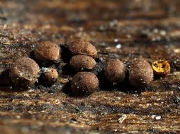 Attēlu rezultāti vaicājumam “Perichaena corticalis macro”