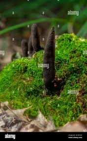 Attēlu rezultāti vaicājumam “Xylaria polymorpha”