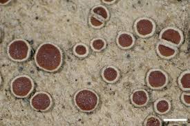 Attēlu rezultāti vaicājumam “Lecanora argentata”