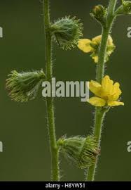 Attēlu rezultāti vaicājumam “Agrimonia eupatoria fruit”