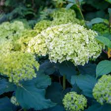 Attēlu rezultāti vaicājumam “Hydrangea arborescens flower”
