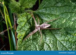 Attēlu rezultāti vaicājumam “Pisaura mirabilis”