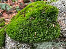Attēlu rezultāti vaicājumam “Paraleucobryum longifolium”