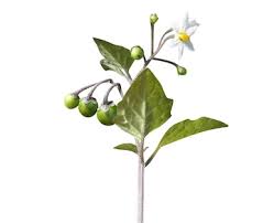 Attēlu rezultāti vaicājumam “Solanum nigrum leaf”