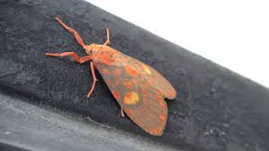 Attēlu rezultāti vaicājumam “Spilosoma sp.”
