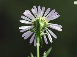Attēlu rezultāti vaicājumam “Symphyotrichum x salignum flower”