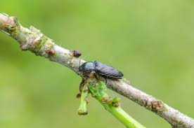 Attēlu rezultāti vaicājumam “Selatosomus aeneus”