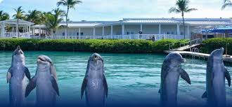 Image result for Dolphins Sheltered & Disabled Swim Club